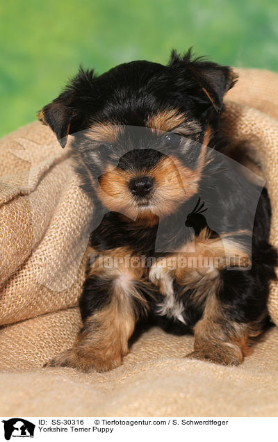 Yorkshire Terrier Welpe / Yorkshire Terrier Puppy / SS-30316