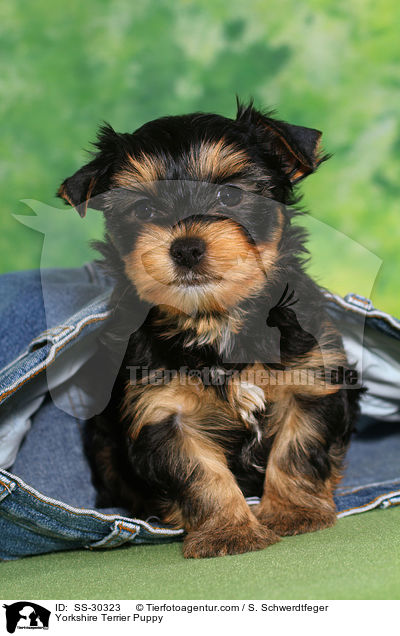 Yorkshire Terrier Welpe / Yorkshire Terrier Puppy / SS-30323