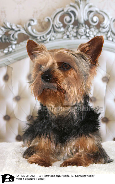 liegender Yorkshire Terrier / lying Yorkshire Terrier / SS-31263
