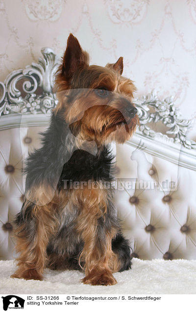 sitzender Yorkshire Terrier / sitting Yorkshire Terrier / SS-31266