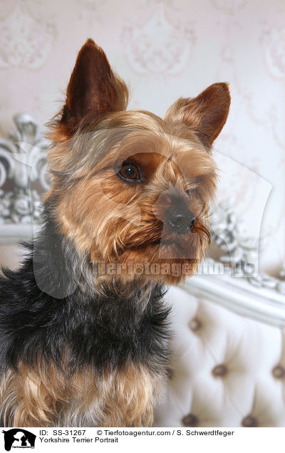 Yorkshire Terrier Portrait / Yorkshire Terrier Portrait / SS-31267