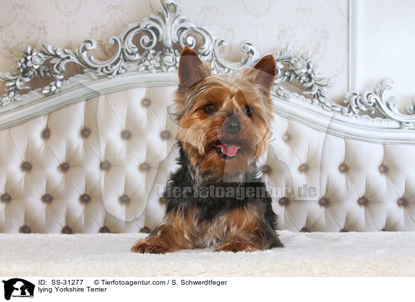 liegender Yorkshire Terrier / lying Yorkshire Terrier / SS-31277