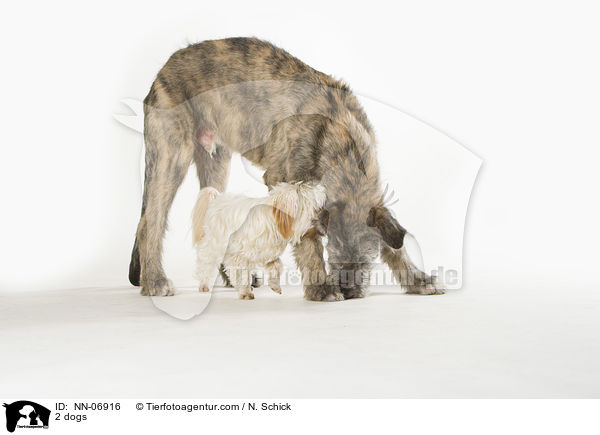2 Hunde / 2 dogs / NN-06916