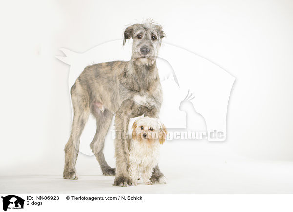 2 Hunde / 2 dogs / NN-06923