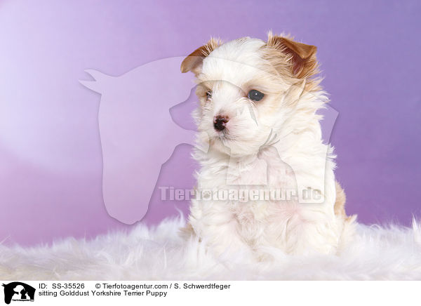 sitzender Golddust Yorkshire Terrier Welpe / sitting Golddust Yorkshire Terrier Puppy / SS-35526