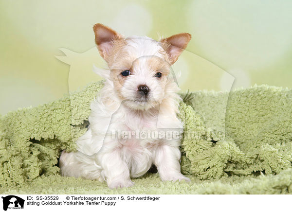 sitzender Golddust Yorkshire Terrier Welpe / sitting Golddust Yorkshire Terrier Puppy / SS-35529