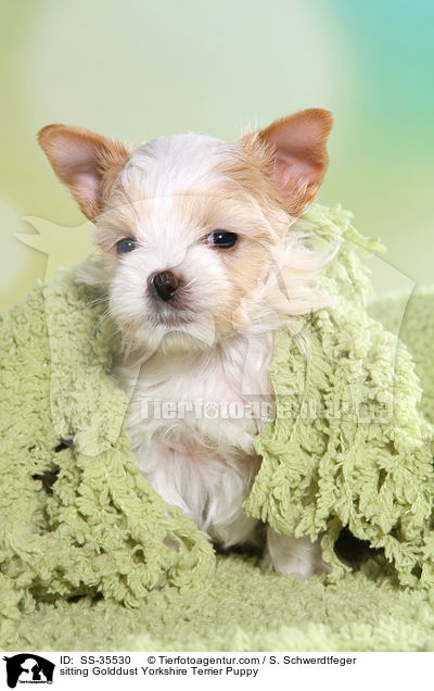 sitzender Golddust Yorkshire Terrier Welpe / sitting Golddust Yorkshire Terrier Puppy / SS-35530