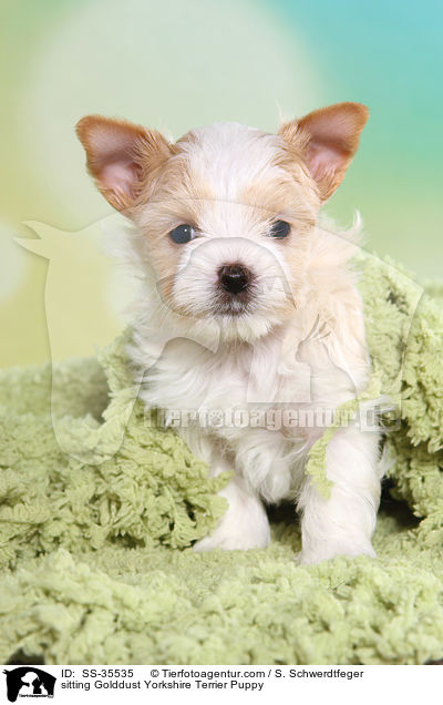 sitzender Golddust Yorkshire Terrier Welpe / sitting Golddust Yorkshire Terrier Puppy / SS-35535