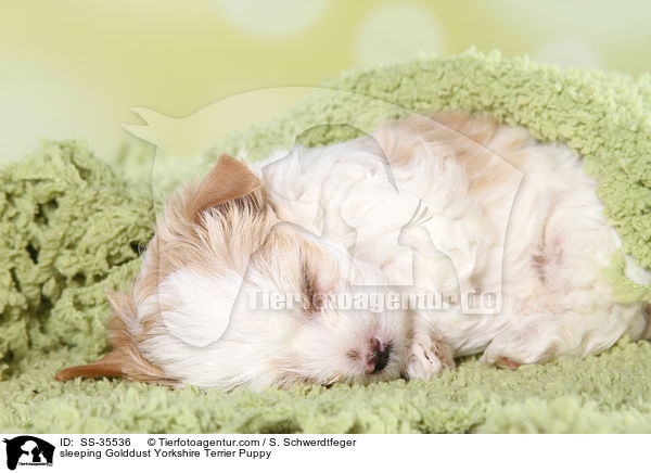 schlafender Golddust Yorkshire Terrier Welpe / sleeping Golddust Yorkshire Terrier Puppy / SS-35536