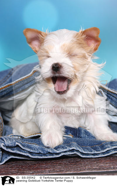 ghnender Golddust Yorkshire Terrier Welpe / yawning Golddust Yorkshire Terrier Puppy / SS-35542
