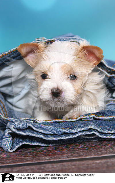 liegender Golddust Yorkshire Terrier Welpe / lying Golddust Yorkshire Terrier Puppy / SS-35544