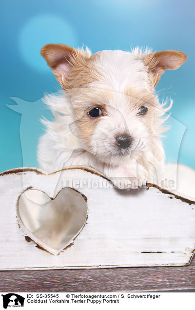 Golddust Yorkshire Terrier Welpe Portrait / Golddust Yorkshire Terrier Puppy Portrait / SS-35545
