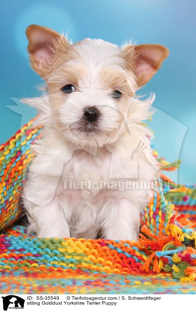 sitting Golddust Yorkshire Terrier Puppy / SS-35549