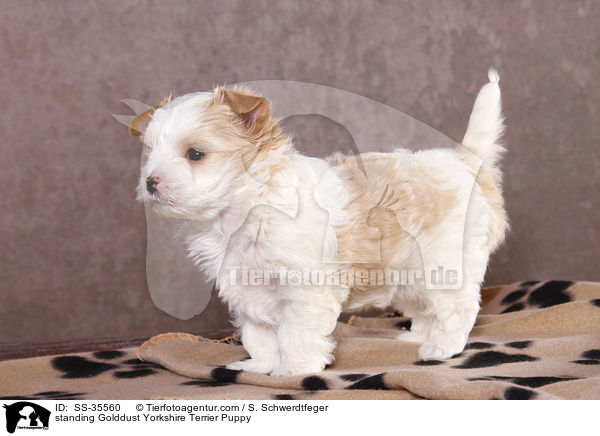 stehender Golddust Yorkshire Terrier Welpe / standing Golddust Yorkshire Terrier Puppy / SS-35560