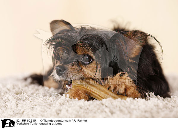 Yorkshire Terrier knabbert an Knochen / Yorkshire Terrier gnawing at bone / RR-60215