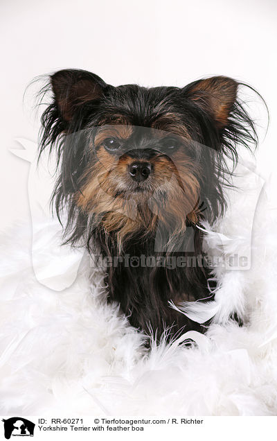 Yorkshire Terrier mit Federboa / Yorkshire Terrier with feather boa / RR-60271