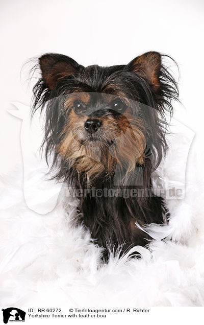 Yorkshire Terrier mit Federboa / Yorkshire Terrier with feather boa / RR-60272