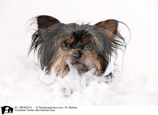 Yorkshire Terrier mit Federboa / Yorkshire Terrier with feather boa / RR-60274