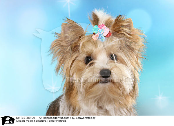 Ocean-Pearl Yorkshire Terrier Portrait / Ocean-Pearl Yorkshire Terrier Portrait / SS-36190