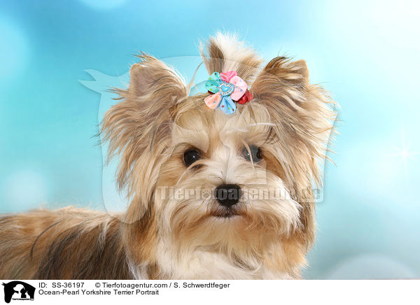 Ocean-Pearl Yorkshire Terrier Portrait / Ocean-Pearl Yorkshire Terrier Portrait / SS-36197