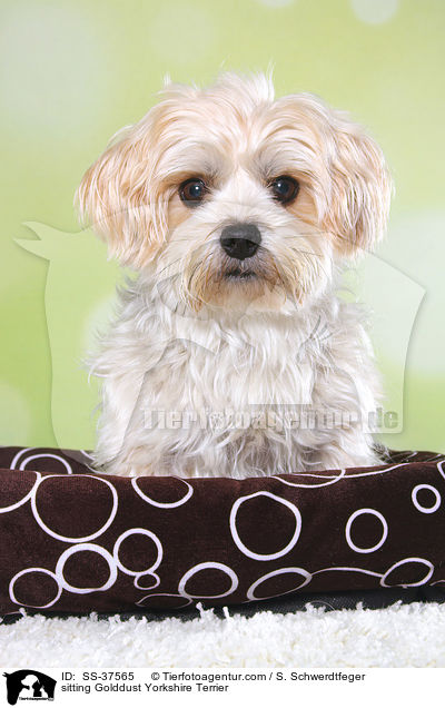 sitzender Golddust Yorkshire Terrier / sitting Golddust Yorkshire Terrier / SS-37565