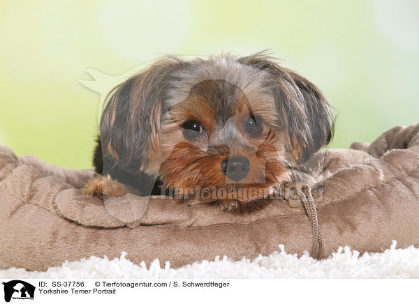 Yorkshire Terrier Portrait / Yorkshire Terrier Portrait / SS-37756