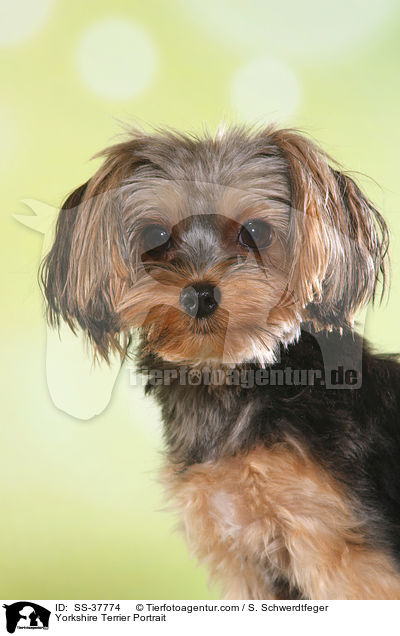 Yorkshire Terrier Portrait / Yorkshire Terrier Portrait / SS-37774
