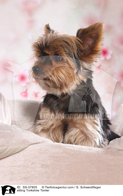 sitzender Yorkshire Terrier / sitting Yorkshire Terrier / SS-37805