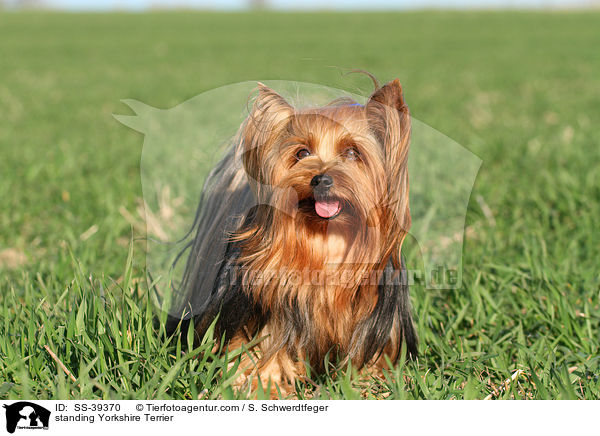 stehender Yorkshire Terrier / standing Yorkshire Terrier / SS-39370