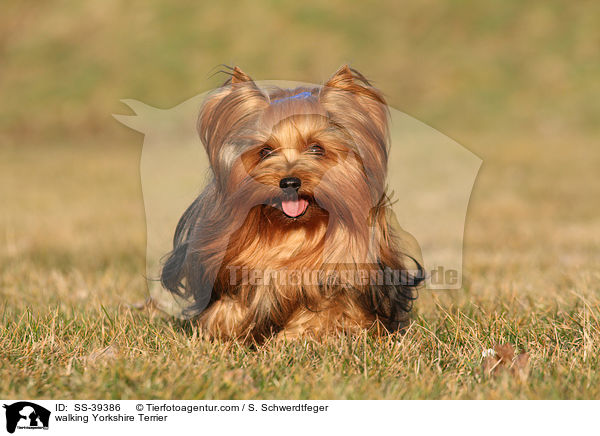 laufender Yorkshire Terrier / walking Yorkshire Terrier / SS-39386