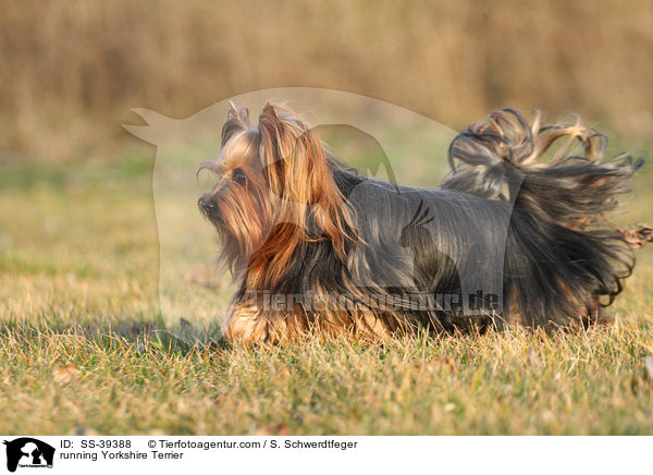 rennender Yorkshire Terrier / running Yorkshire Terrier / SS-39388