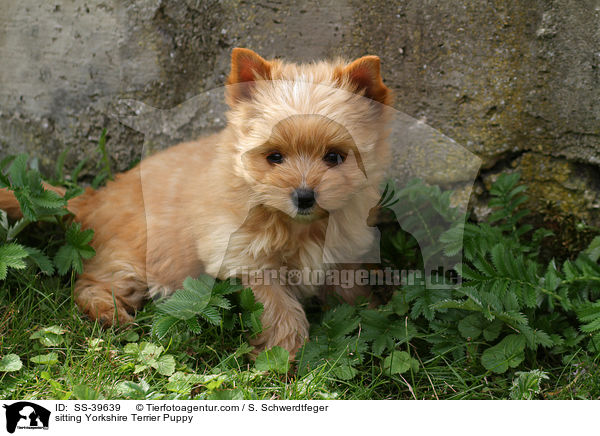 sitzender Yorkshire Terrier Welpe / sitting Yorkshire Terrier Puppy / SS-39639