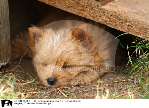 schlafender Yorkshire Terrier Welpe / sleeping Yorkshire Terrier Puppy / SS-39652
