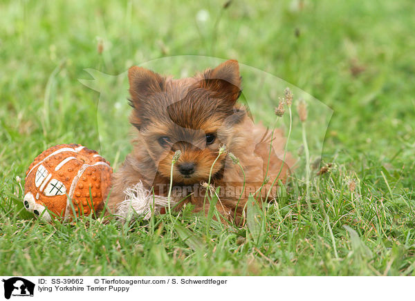 liegender Yorkshire Terrier Welpe / lying Yorkshire Terrier Puppy / SS-39662