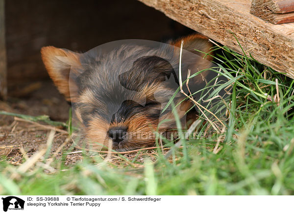 schlafender Yorkshire Terrier Welpe / sleeping Yorkshire Terrier Puppy / SS-39688