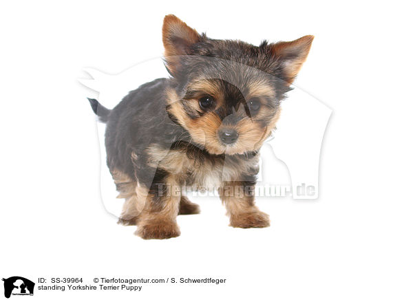 stehender Yorkshire Terrier Welpe / standing Yorkshire Terrier Puppy / SS-39964