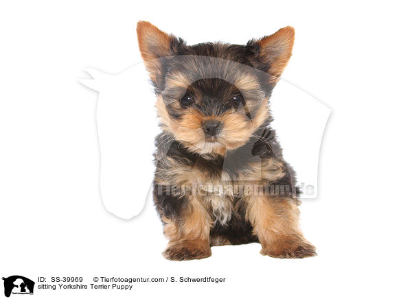 sitzender Yorkshire Terrier Welpe / sitting Yorkshire Terrier Puppy / SS-39969
