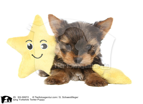 liegender Yorkshire Terrier Welpe / lying Yorkshire Terrier Puppy / SS-39972