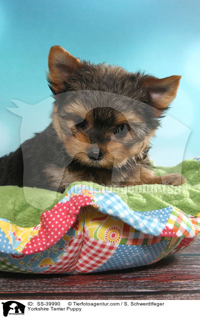Yorkshire Terrier Welpe / Yorkshire Terrier Puppy / SS-39990