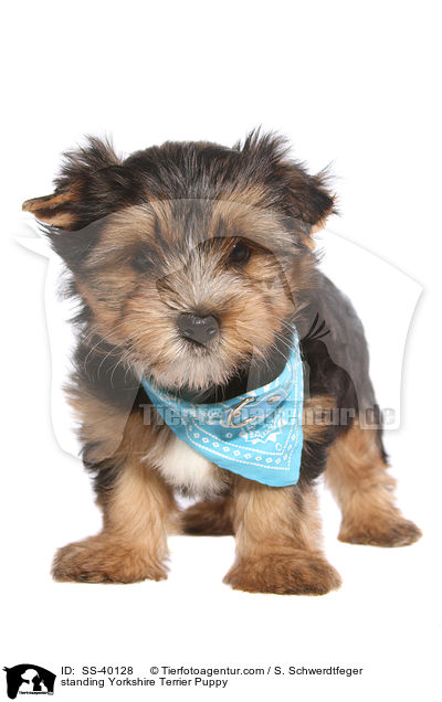 stehender Yorkshire Terrier Welpe / standing Yorkshire Terrier Puppy / SS-40128