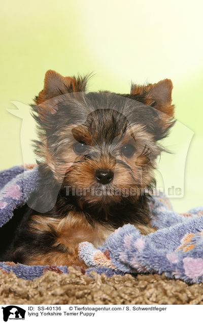 lying Yorkshire Terrier Puppy / SS-40136