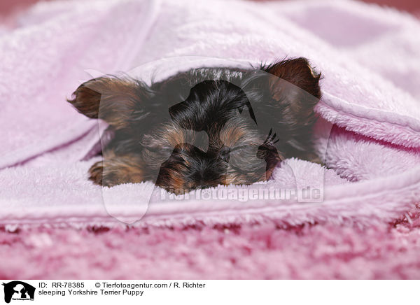schlafender Yorkshire Terrier Welpe / sleeping Yorkshire Terrier Puppy / RR-78385