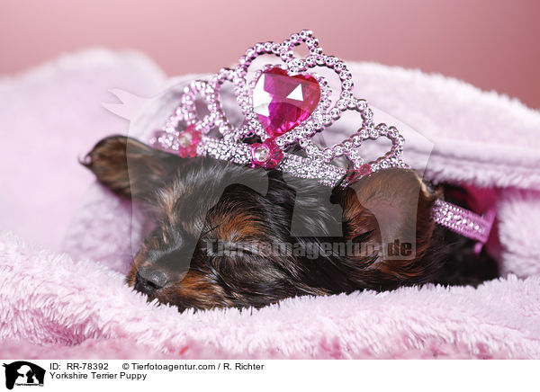 Yorkshire Terrier Welpe / Yorkshire Terrier Puppy / RR-78392