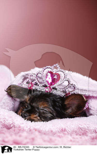 Yorkshire Terrier Welpe / Yorkshire Terrier Puppy / RR-78393