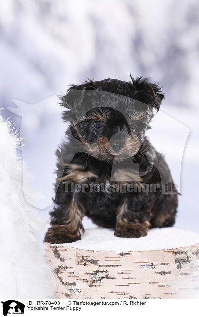 Yorkshire Terrier Welpe / Yorkshire Terrier Puppy / RR-78403