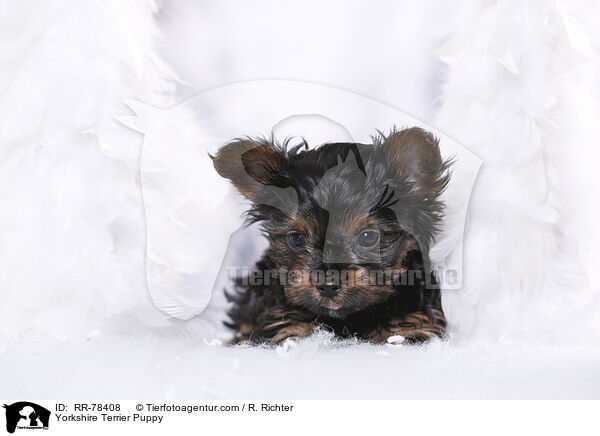 Yorkshire Terrier Welpe / Yorkshire Terrier Puppy / RR-78408