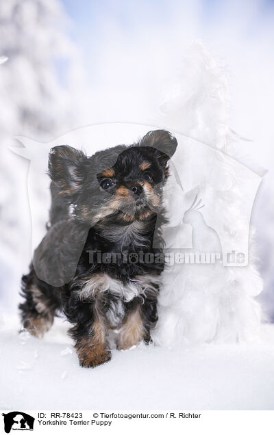Yorkshire Terrier Welpe / Yorkshire Terrier Puppy / RR-78423