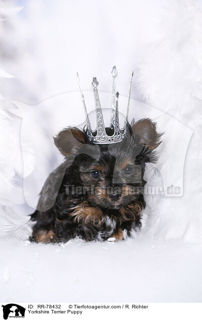 Yorkshire Terrier Welpe / Yorkshire Terrier Puppy / RR-78432