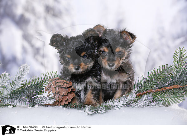 2 Yorkshire Terrier Welpen / 2 Yorkshire Terrier Puppies / RR-78436