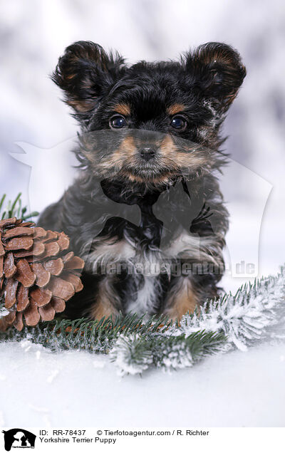 Yorkshire Terrier Puppy / RR-78437